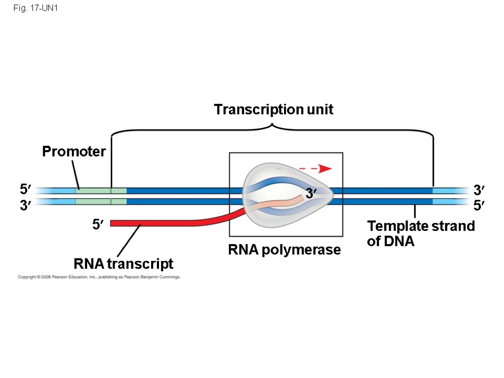 Fig. 17-UN1 Transcription unit Promoter RNA transcript RNA polymerase Template strand of DNA 5